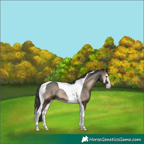 Horse Color:Blue Onyx Splash Tobiano