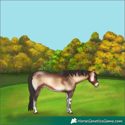 Horse Color:Brown Onyx