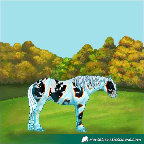 Horse Color:Gray Thunderstruck Silver Sable Champagne Ice Roan Onyx Splash Appaloosa Rabicano