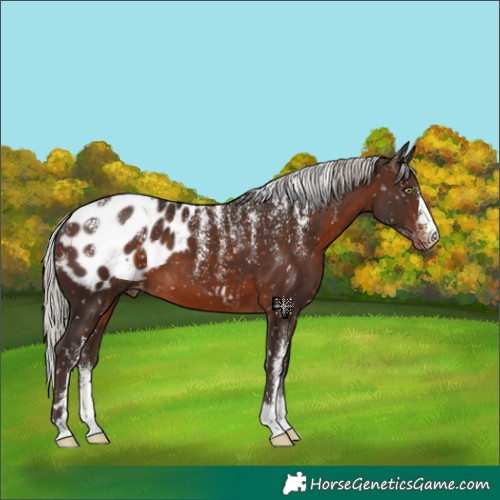 Horse Color:Powder White Silver Brown Appaloosa 