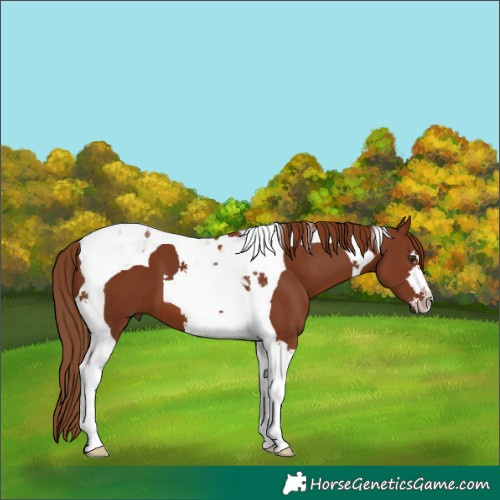 Horse Color:Chestnut Tobiano