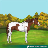 Horse Color:Chestnut Tobiano