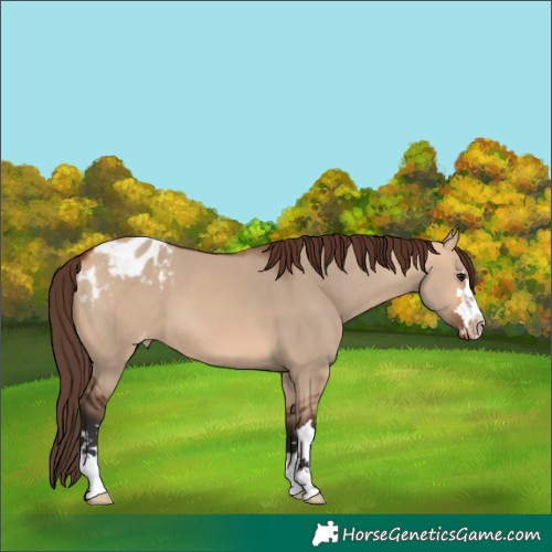 Horse Color:Bay Dun Appaloosa