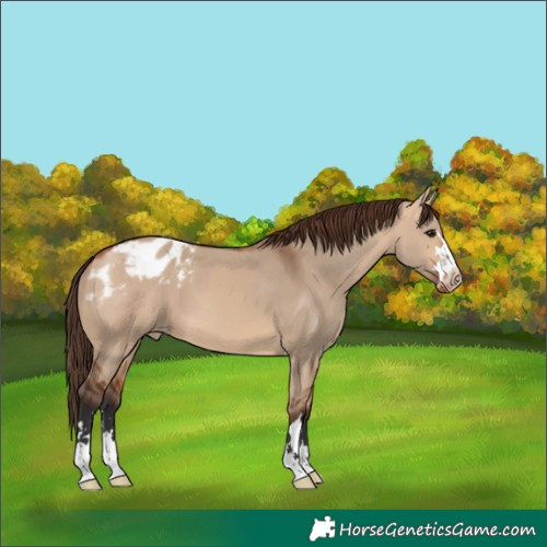 Horse Color:Bay Dun Varnish 