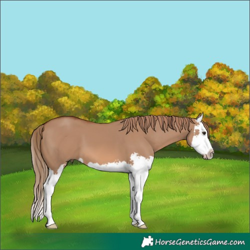 Horse Color:Red Dun Splash