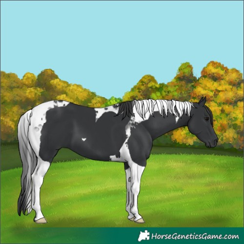 Horse Color:Black Tobiano
