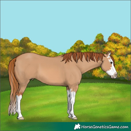 Horse Color:Red Dun Splash 