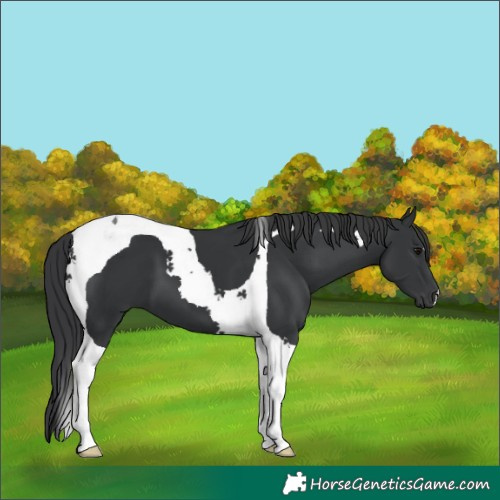 Horse Color:Black Tobiano 