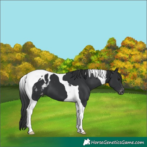 Horse Color:Black Tobiano Blanket