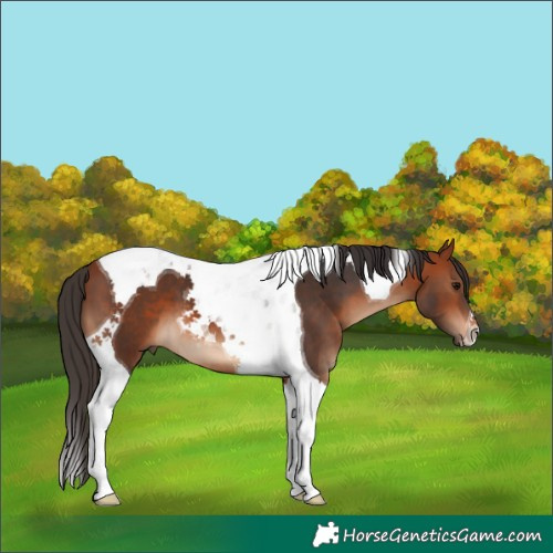 Horse Color:Bay Tobiano