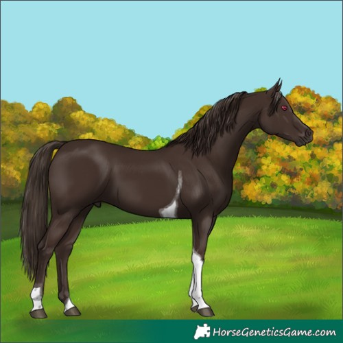 Horse Color:Liver Chestnut Tobiano Rabicano 