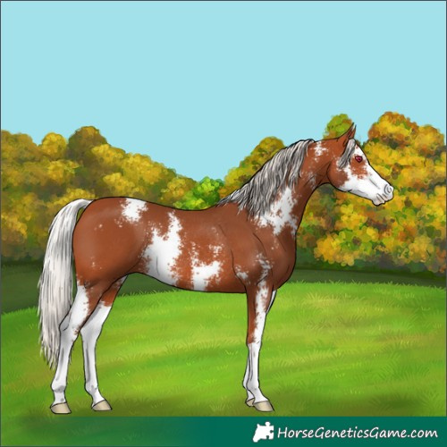 Horse Color:Silver Bay Sabino Rabicano 