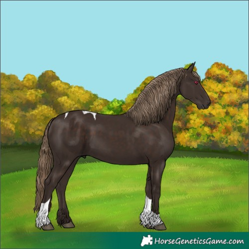 Horse Color:Liver Chestnut Tobiano Rabicano