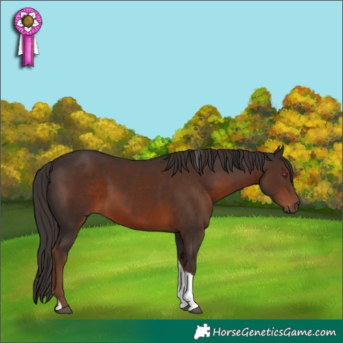 Horse Color:Liver Chestnut Tobiano Rabicano