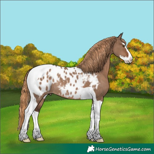 Horse Color:Liver Red Dun Splash Tobiano Appaloosa Rabicano