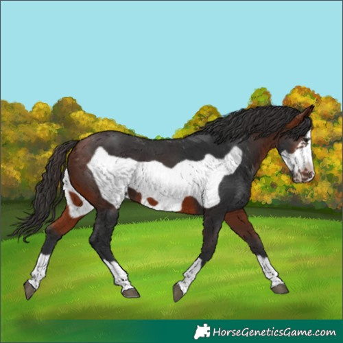 Horse Color:Bay Frame 