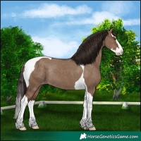Horse Color:Liver Red Dun Splash Tobiano Varnish Rabicano