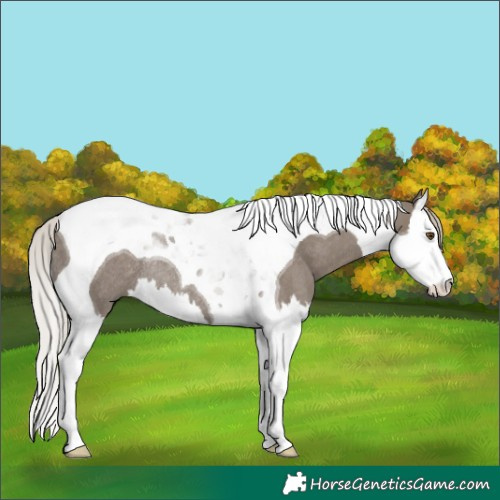 Horse Color:Silver Grullo Splash Tobiano Rabicano