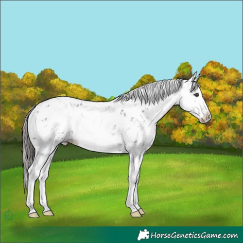 Horse Color:Liver Chestnut Sabino Splash Appaloosa 