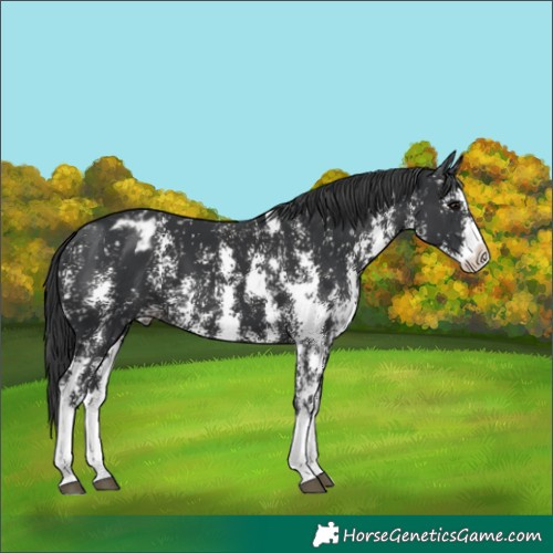 Horse Color:Black Sabino Splash Appaloosa 