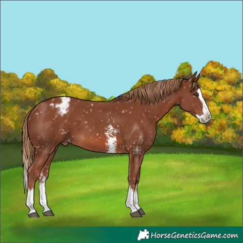 Horse Color:Chestnut Sabino Splash Appaloosa 