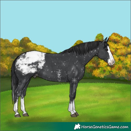 Horse Color:Black Sabino Splash Appaloosa 