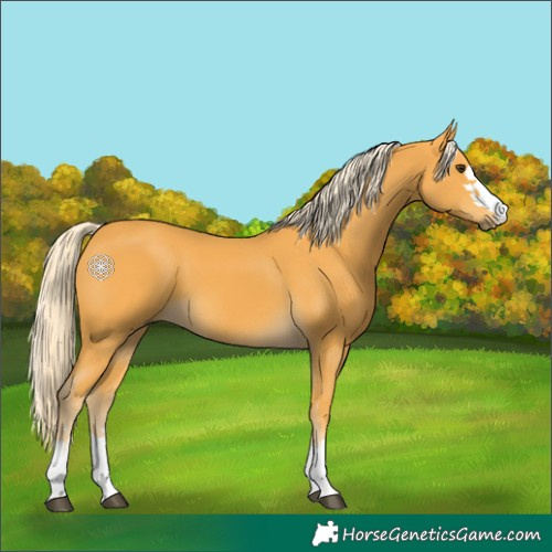 Horse Color:Palomino 