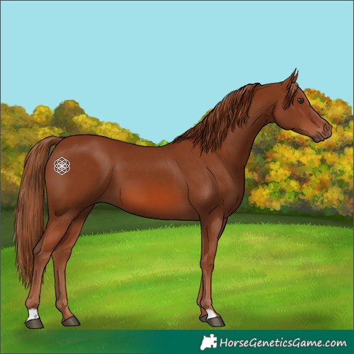Horse Color:Chestnut 