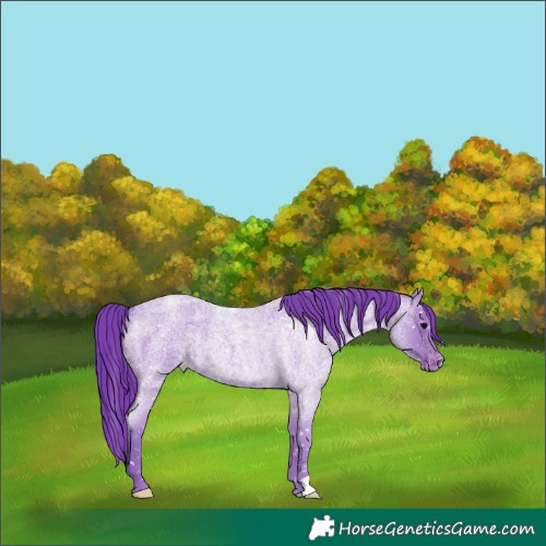 Horse Color:Watercolor Blue Roan Appaloosa 