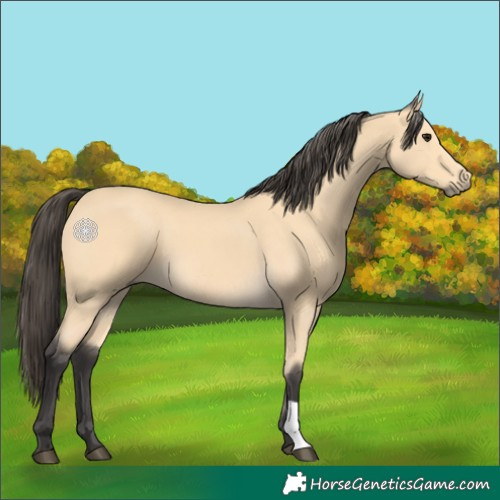 Horse Color:Buckskin 