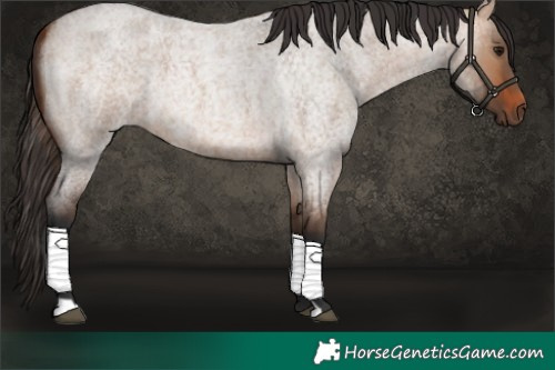 Horse Color:Bay Roan Dun 