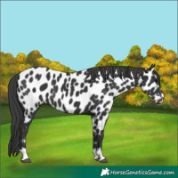 Horse Color:Black Near Leopard 