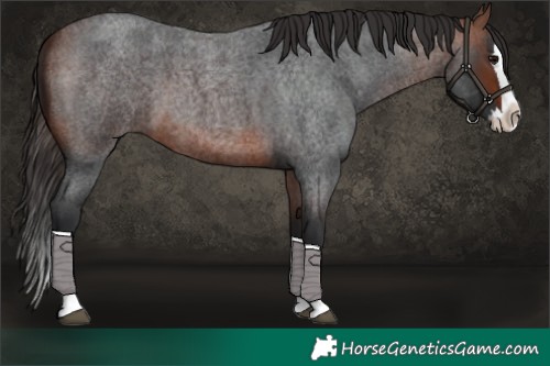 Horse Color:Bay Roan Splash