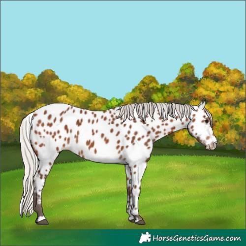 Horse Color:Silver Brown Near Leopard 