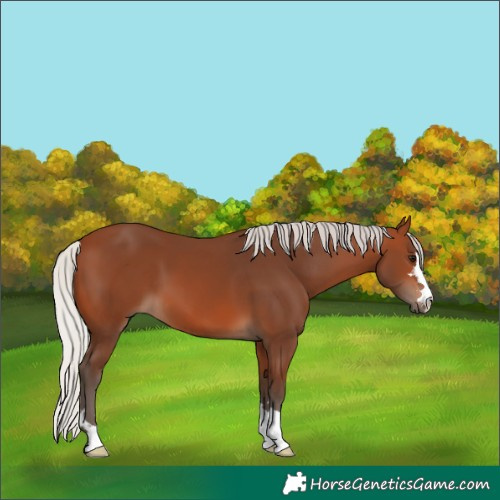 Horse Color:Silver Brown 