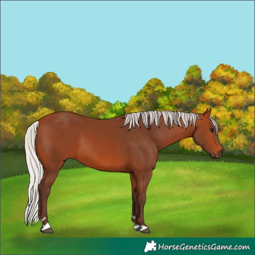 Horse Color:Silver Bay 