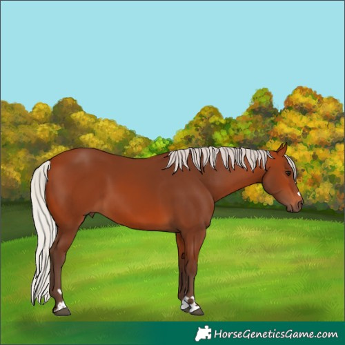 Horse Color:Silver Bay