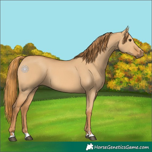 Horse Color:Red Dun 
