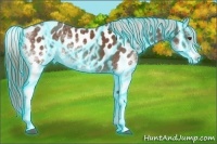 Horse Color:Thunderstruck White Spotted Chestnut Appaloosa 