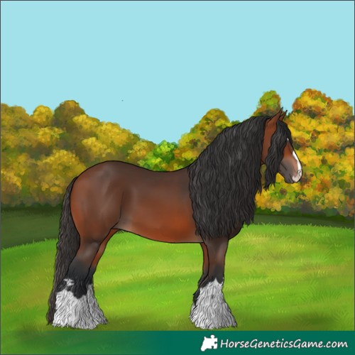 Horse Color:Bay 