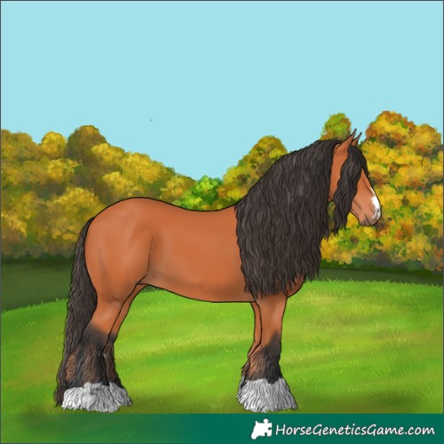 Horse Color:Bay 