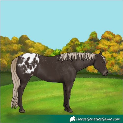 Horse Color:Liver Chestnut Appaloosa Rabicano 