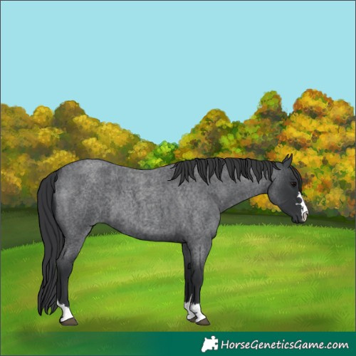 Horse Color:Blue Roan 