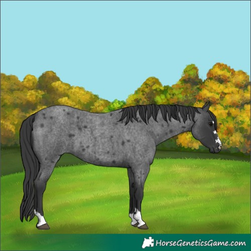 Horse Color:Blue Roan