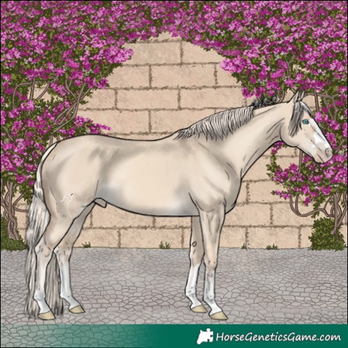 Horse Color:Cremello Dun
