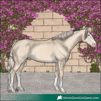 Horse Color:Cremello Dun