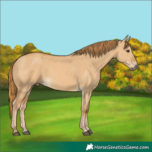 Horse Color:Red Dun