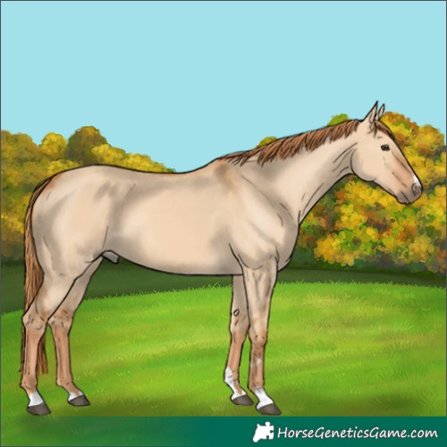 Horse Color:Red Dun 
