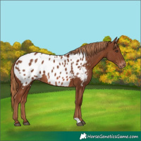 Horse Color:Chestnut Near Leopard 