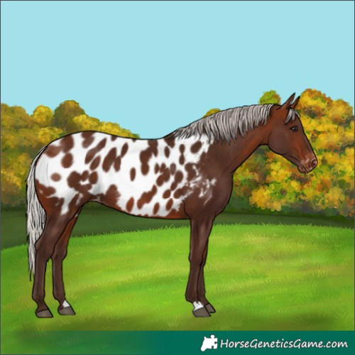 Horse Color:Silver Bay Near Leopard Rabicano
